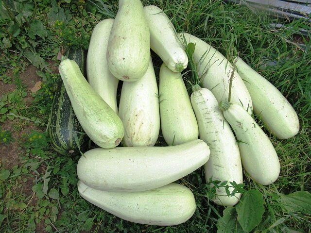 Секреты успешного урожая кабачков: как вырастить вкусные плоды