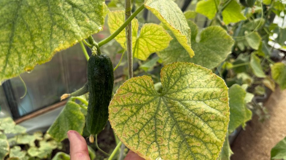 Как спасти огурцы от желтизны: секреты здоровья ваших любимых овощей