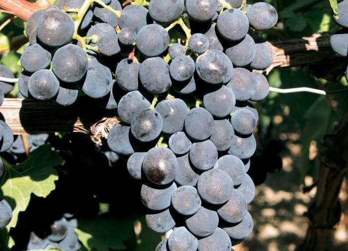 Как выбрать лучшие сорта винограда для раннего сбора урожая в 2025 году