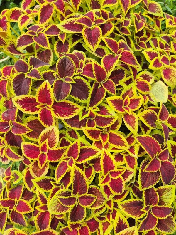 Цветочный подарок с неожиданным поворотом: когда мечты о белоснежном клематисе оборачиваются радостью ярких оттенков