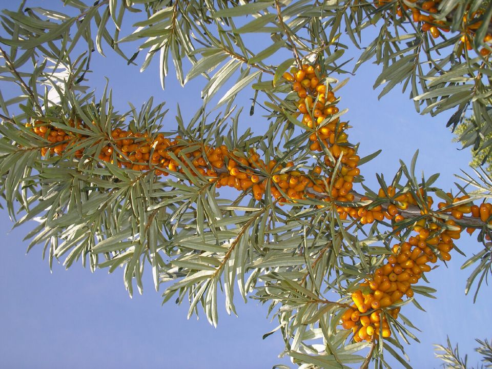 Секреты облепихи: как вырастить «золотую ягодку» на своем участке