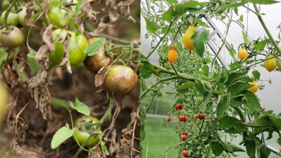 Как белая горчица избавила садоводов от фитофторы: уникальный метод защиты томатов