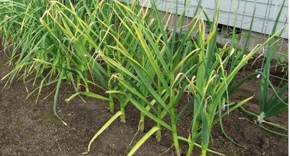 Как справиться с нашестием луговой мухи на озимый чеснок