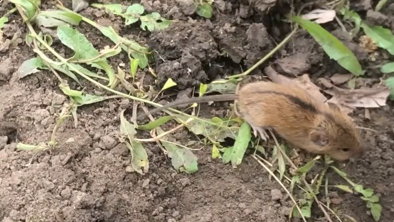 Защита луковиц тюльпанов от мышей с помощью березового дегтя