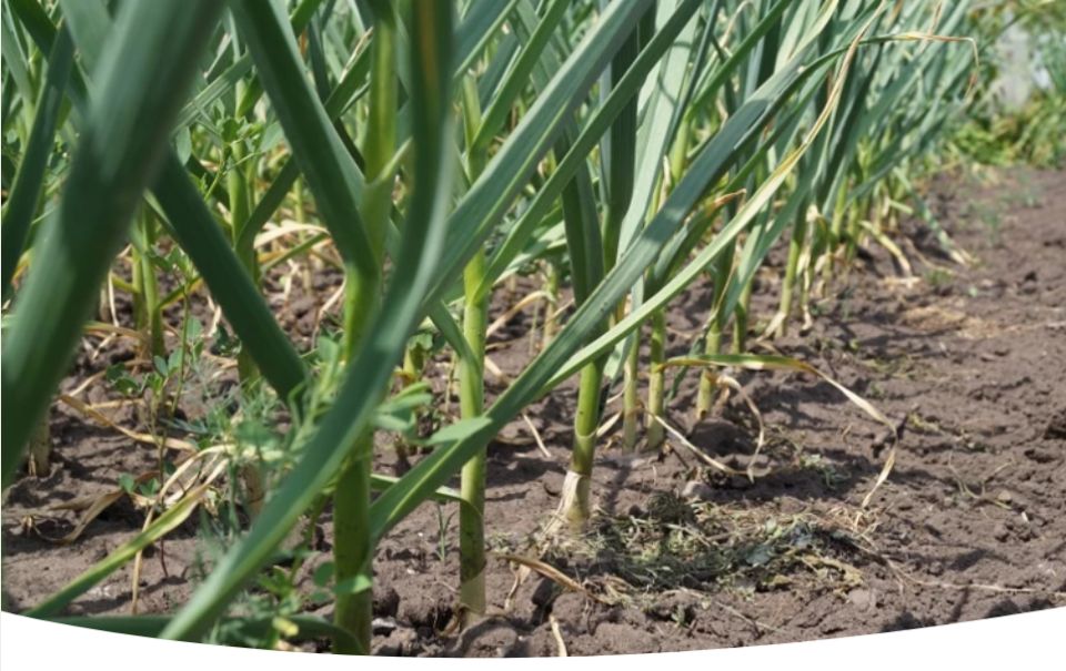 Определение зрелости чеснока и его уборка