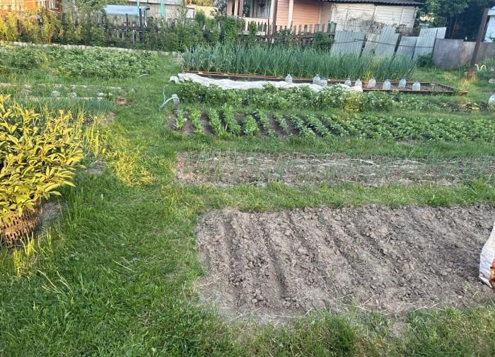 Как провести опыление растений: доступные методы для дачников