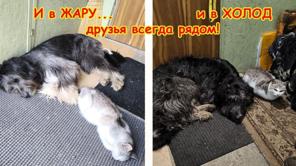 Коты и собаки: защитники дачи и настоящие помощники