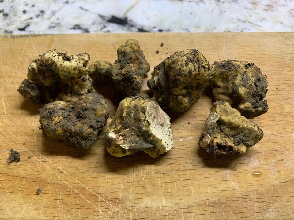 В Краснодаре найден белый трюфель: открытие, которое изменит культуру грибов в России