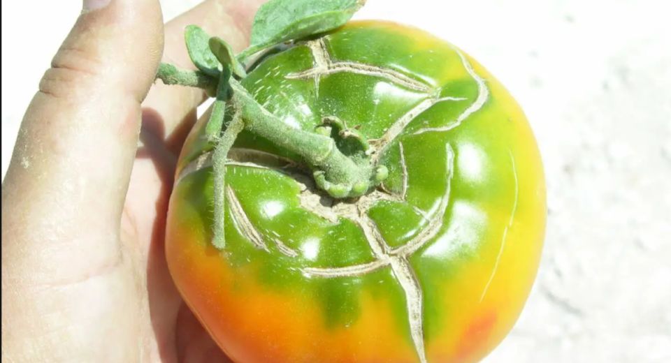 Топ-3 ошибки полива томатов, которые подрывают урожай