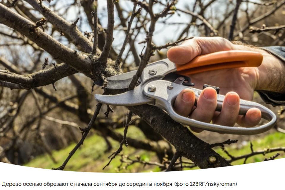 Обрезка яблонь осенью: когда, как и почему это важно?