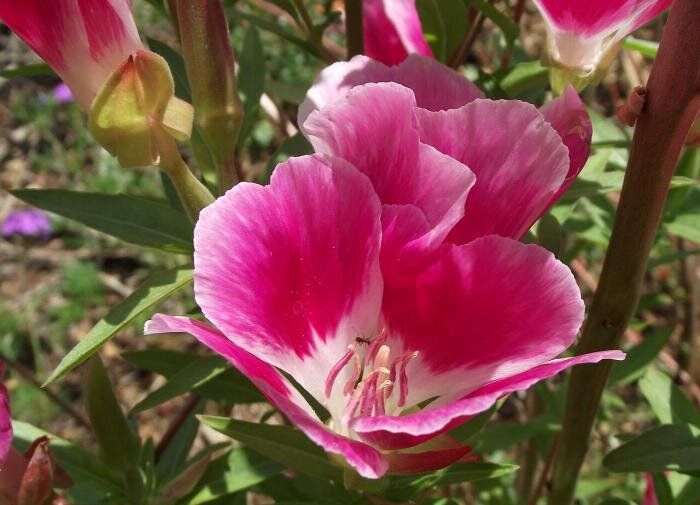 Годеция: Цветущий акцент вашего сада