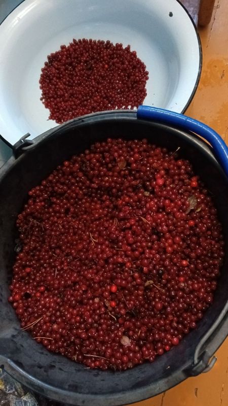 Брусничный урожай и заботы осеннего леса: как провести время с пользой