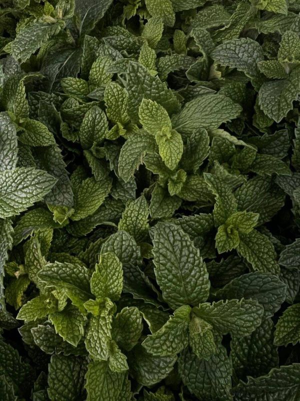 Как мятный чай может улучшить вашу концентрацию всего за 20 минут