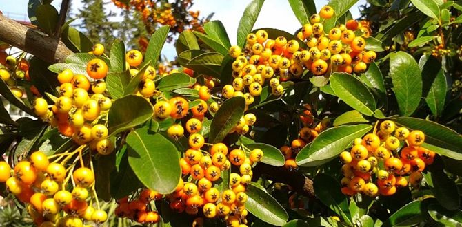 Кустарники, которые сделают ваш сад звездой района