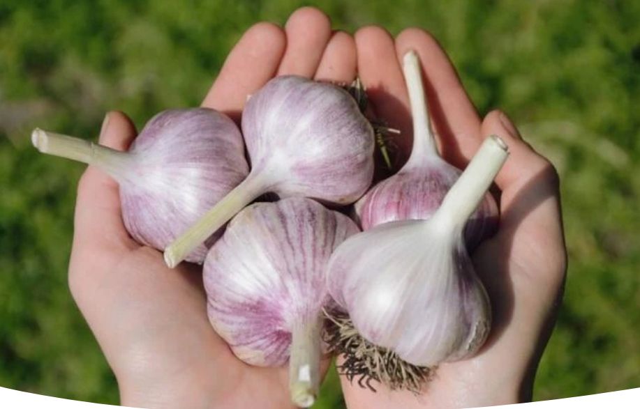 Что делать, если осенью начал прорастать чеснок: полезные советы агрономов