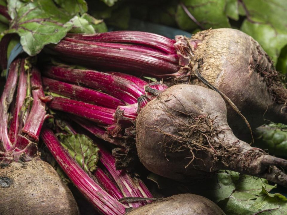 Первые заморозки: секреты зимней посадки свеклы для гарантированного урожая