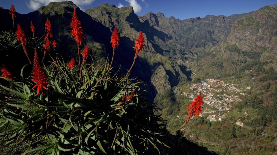 Посадите дома алоэ, и удивлению не будет предела: вот что произойдет