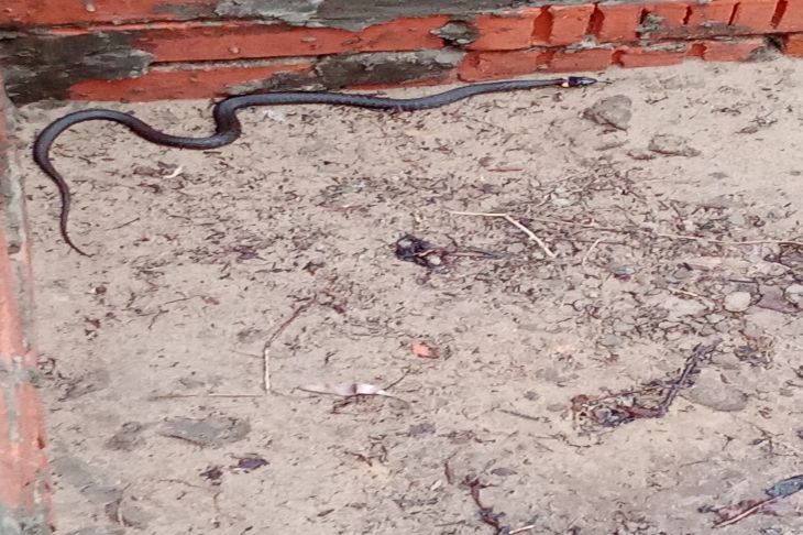 Змеи ползут во двор? Эти 4 запаха их манят — уберите их срочно