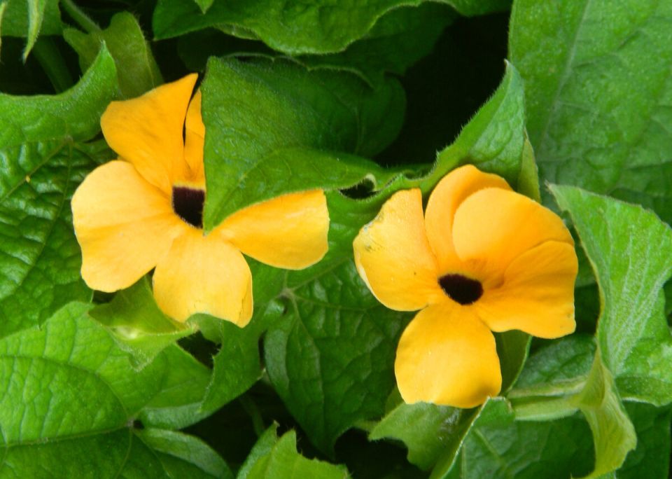 Как вырастить яркую черноглазую Сюзанну: советы по уходу за тунбергией