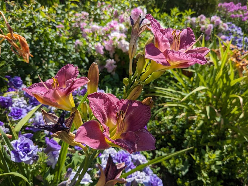 Летние раскраски: как июль преображает сад с цветами