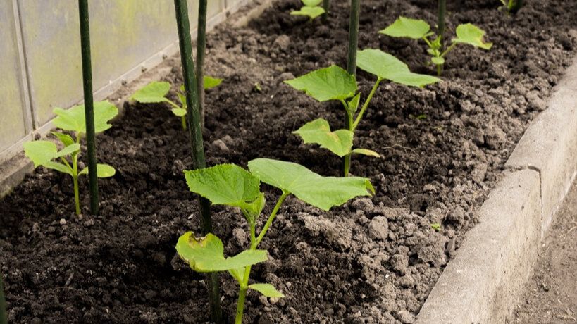 Формирование огурцов в теплице для отличного урожая