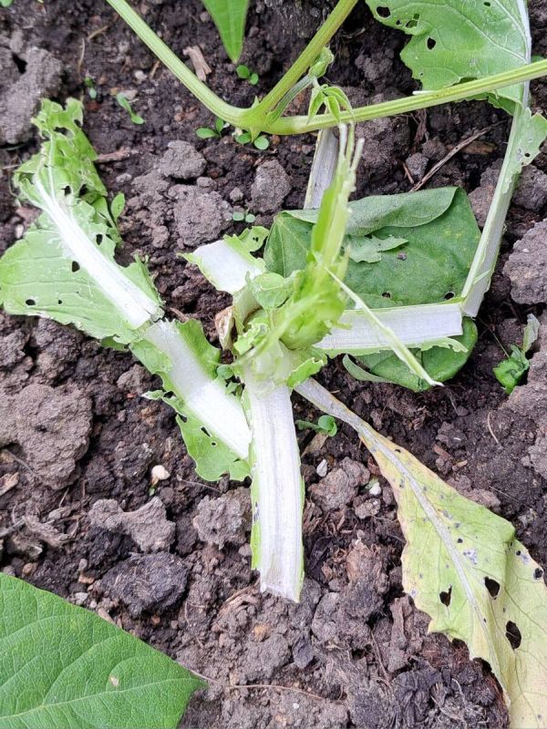 Неожиданные вредители: что происходит на огороде?