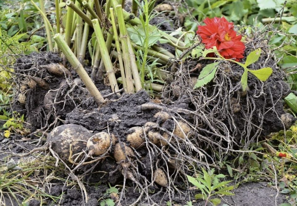 Как сохранить георгины после первых заморозков