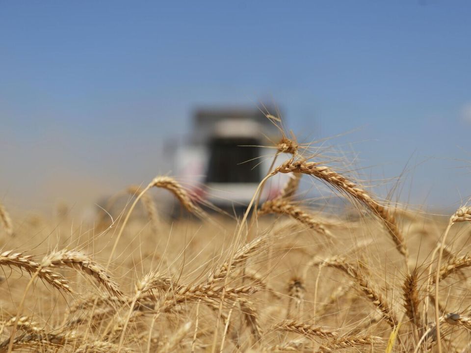 Армения на распутье: отказ от российского зерна и помощь Украине