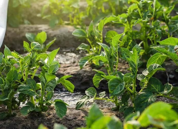 Как выбрать идеальную систему полива для картофеля