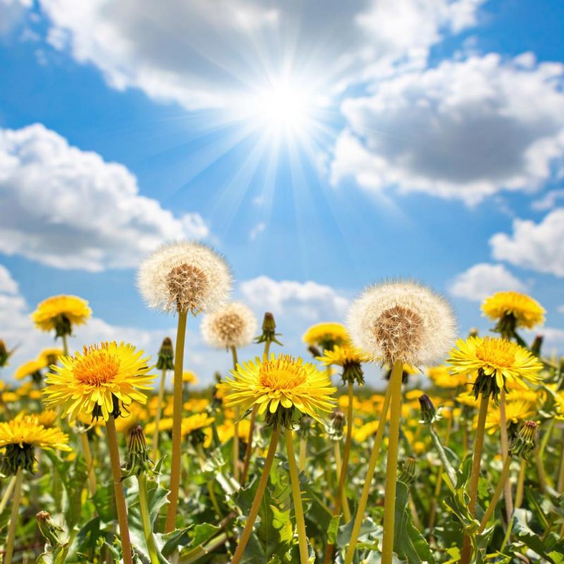 Как превратить сорняки в полезные растения: одуванчик, крапиву и сныть теперь можно на столе