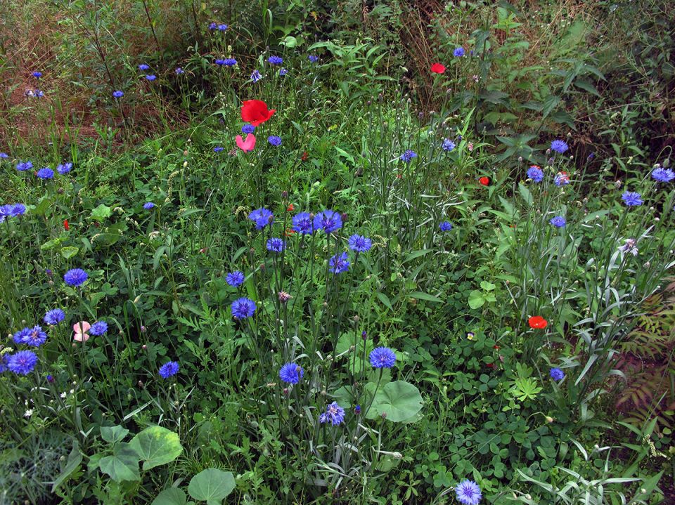 Васильки: Что скрывается за красотой этих полевых цветов?