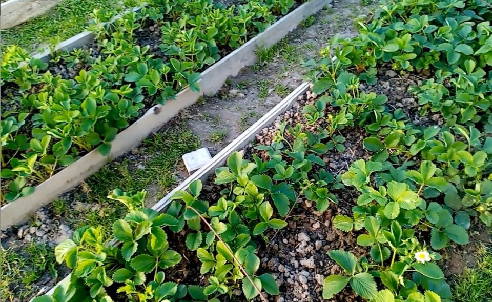 Секреты удачного урожая: Как подготовить грядки для красивой земляники