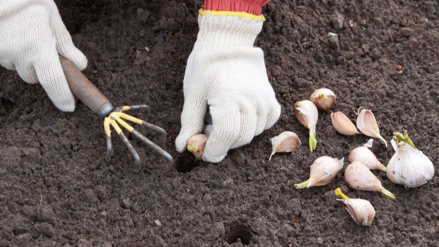 Умная посадка чеснока: как водочная бутылка помогает справиться с трудностями дачного сезона