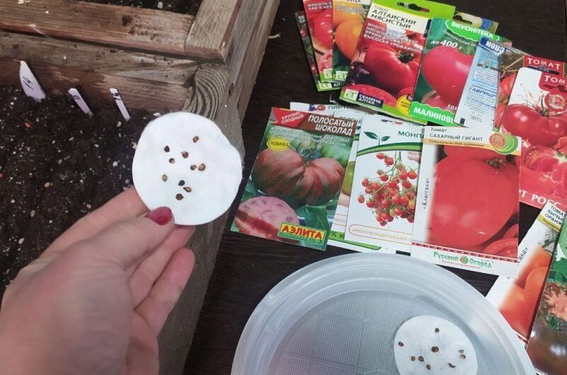 Идеальное время для посева томатов на рассаду