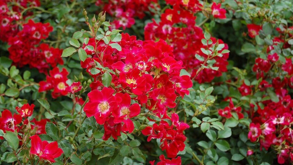 Роза Чимо: как ухаживать за великолепием вашего сада