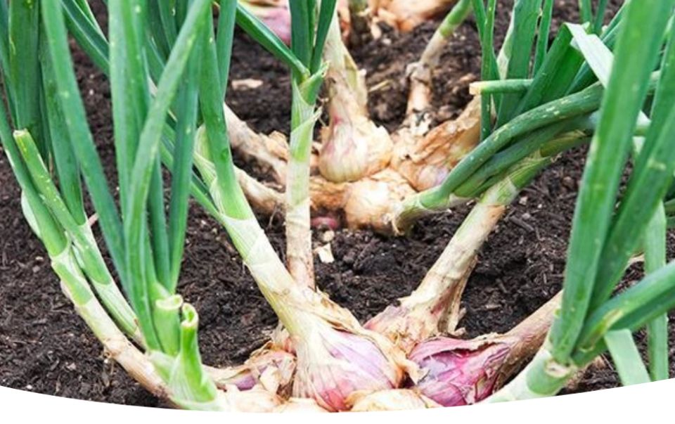 Лук-шалот: секреты ухода и хранения для идеального урожая