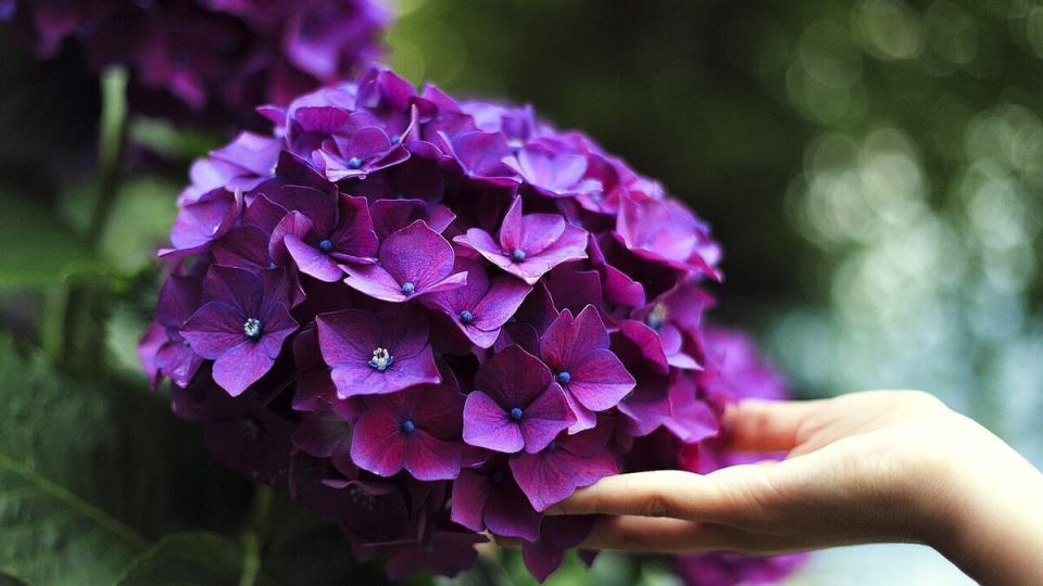 Гортензия: весна, приморозки и укрытие