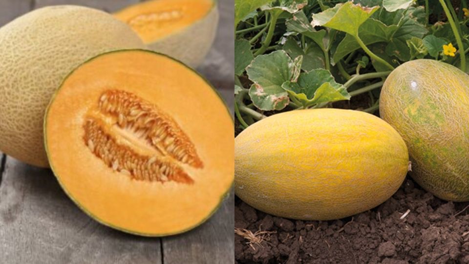 Тайны успешного выращивания сладких дынь: секреты к August континентальных плодов