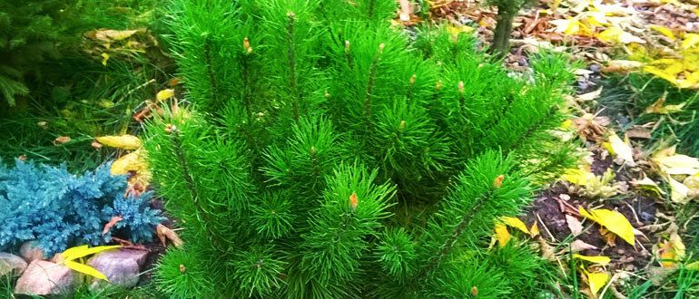 Тайны гармоничного расположения хвойных растений в вашем саду