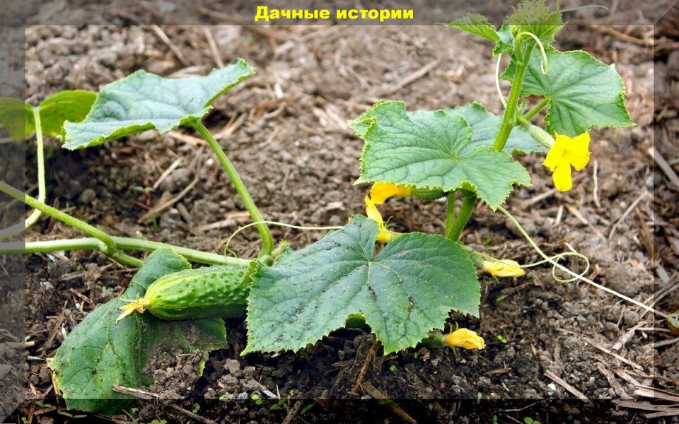 Советы по уходу за садом в 2025 году