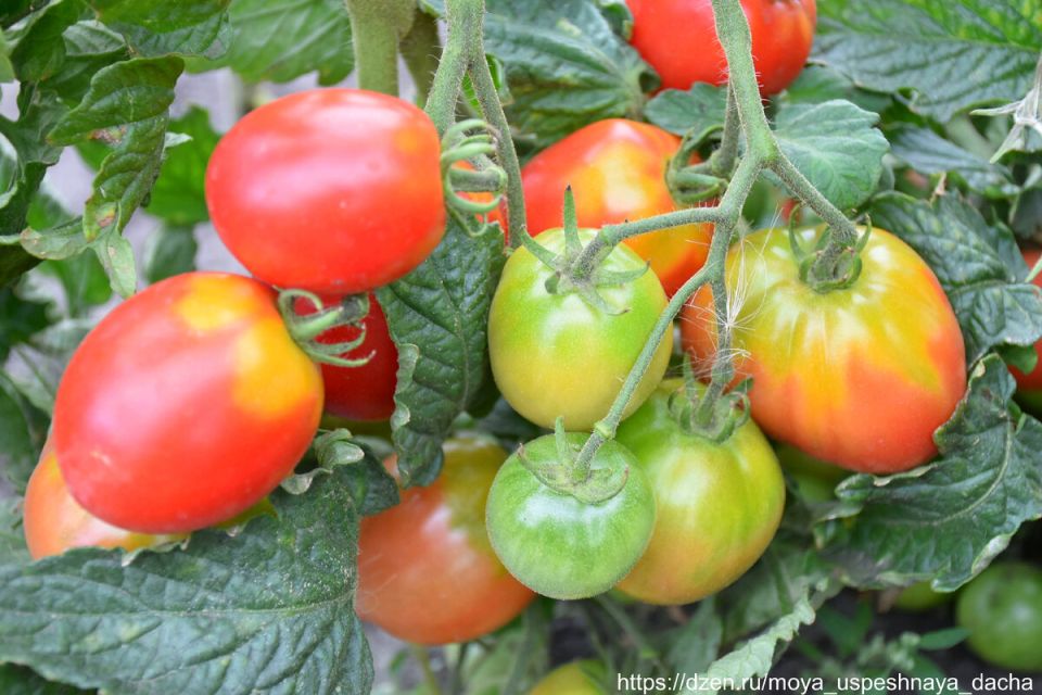 Томаты: идеальный выбор для дачи и теплицы