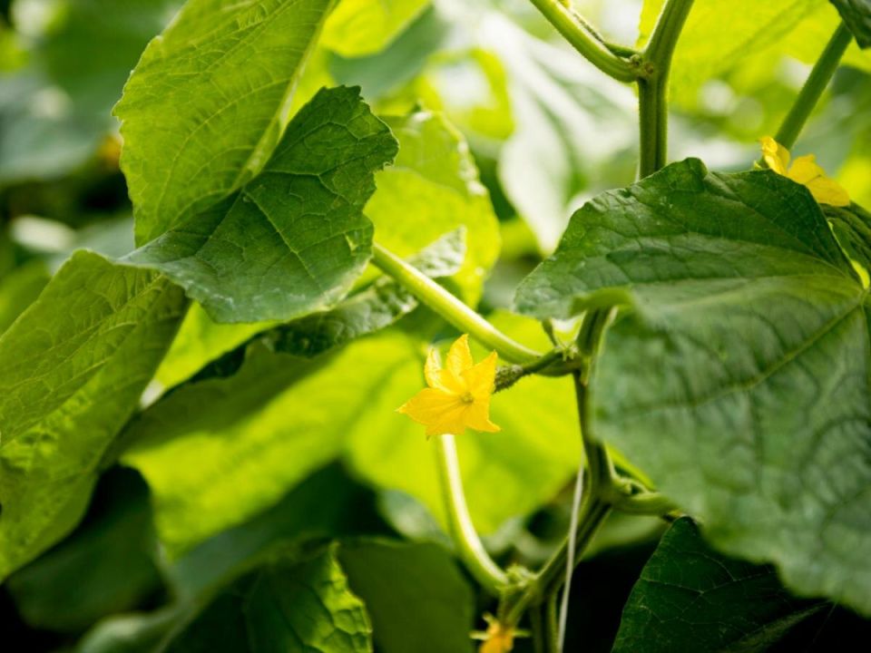 Как прищипка помогает вашим огурцам: секреты здорового урожая