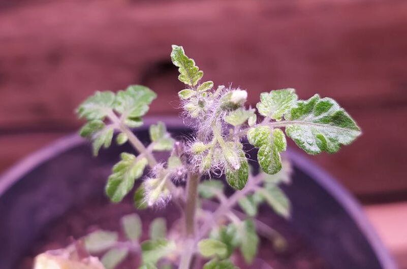 Зимний урожай: как вырастают популярные овощи в домашних условиях