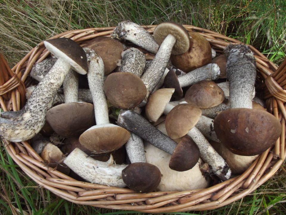 Закуска из жареных грибов