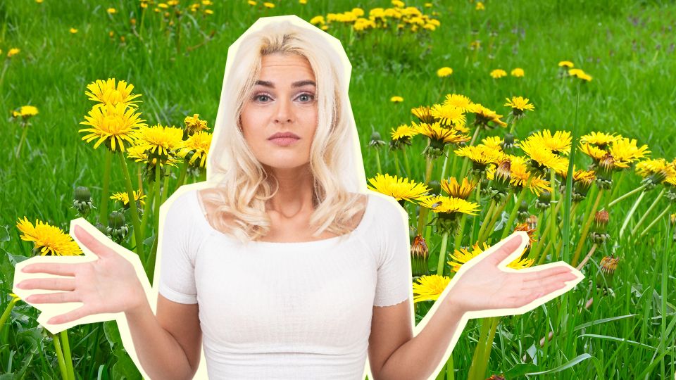 Попрощайтесь с одуванчиками: вывести назойливый сорняк поможет эта смесь
