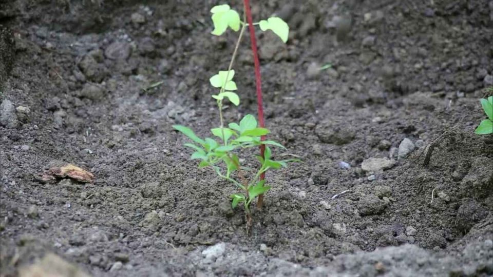 Как ухаживать за клематисами в мае: секреты великолепного цветения