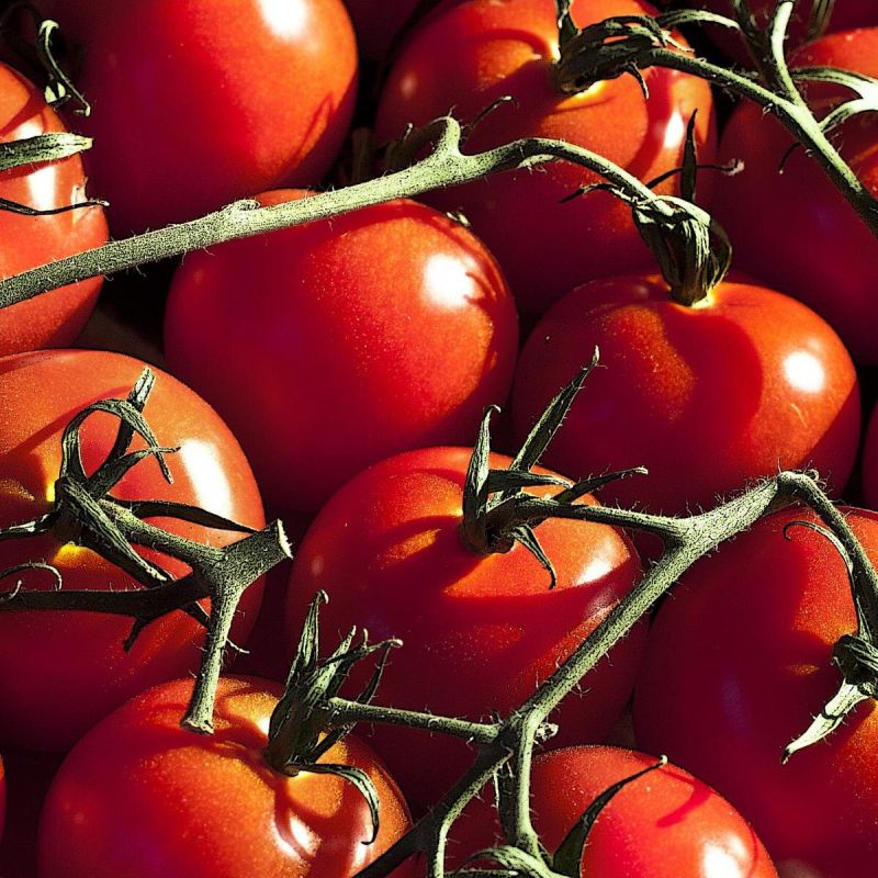 Почему сажать помидоры на одном месте — плохая идея: развенчиваем мифы