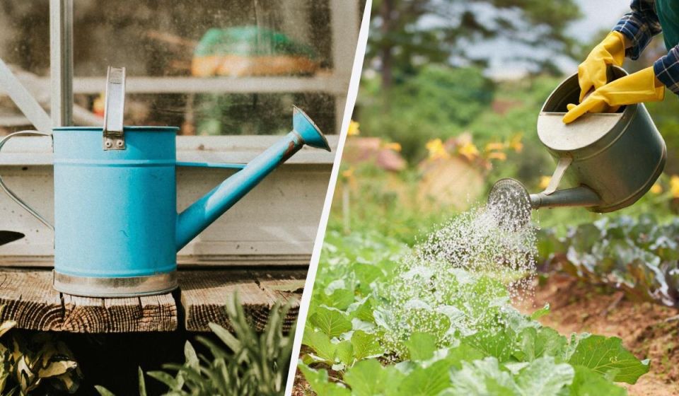 Ошибки полива: как неправильная вода может погубить урожай