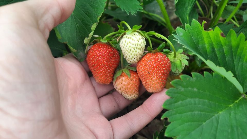 Как неожиданная ошибка мужа помогла удвоить урожай клубники: секрет максимально успешного сбора