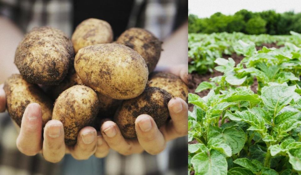 Успешный урожай картошки: секреты удачного соседства в вашем огороде